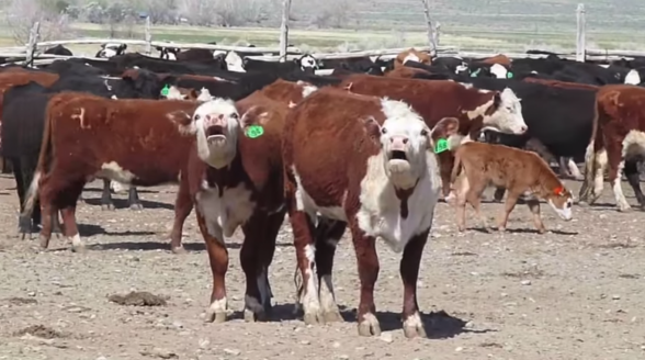 Raksta attēls - Kāds ir pamēģinājis uzlikt autotune balss efektu govīm